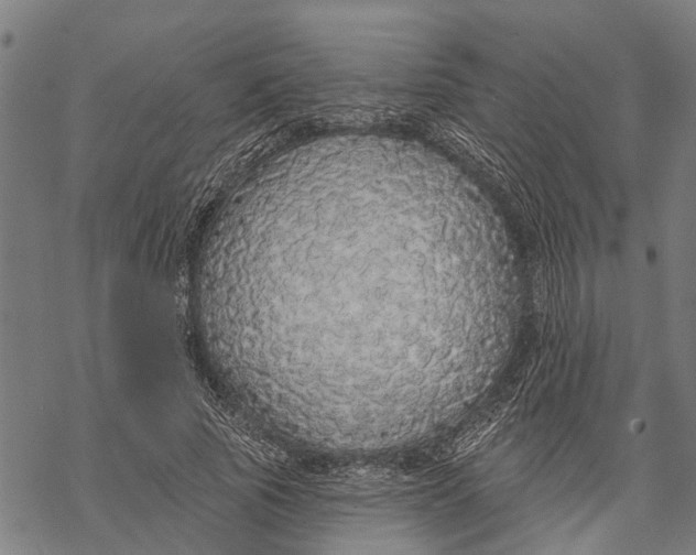 X0000068840737200605261640