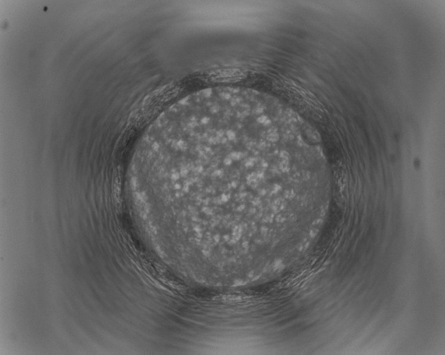 X0000068840745200605261640