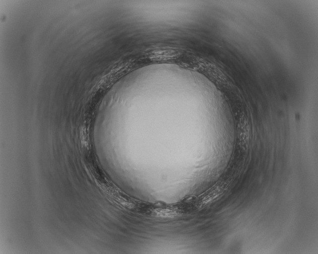 X0000068840755200605261640