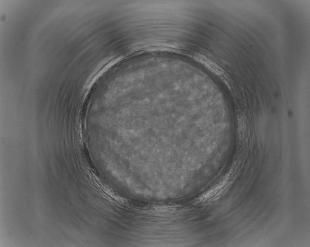 X0000068840782200605261639