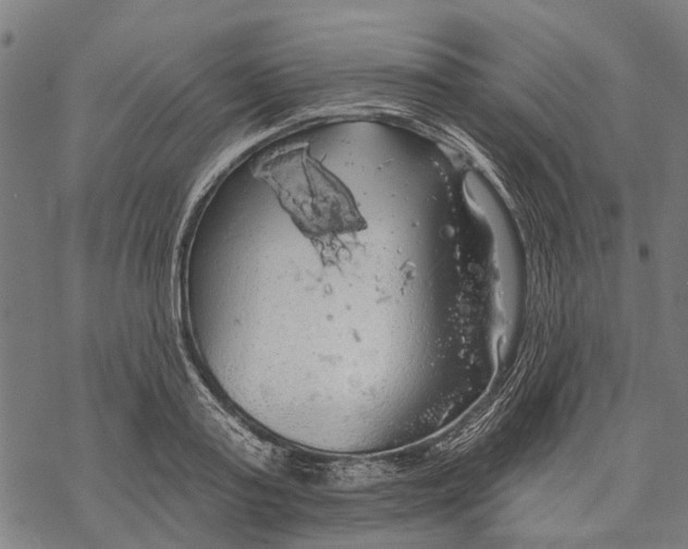 X0000068840795200605261639