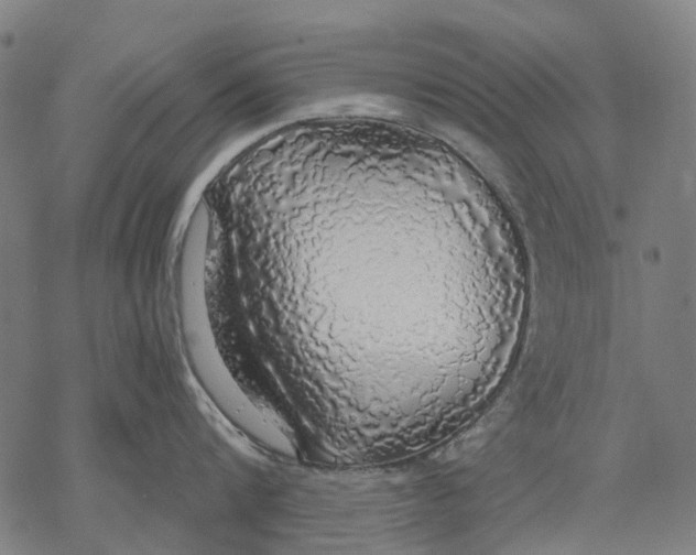 X0000068840816200605261639