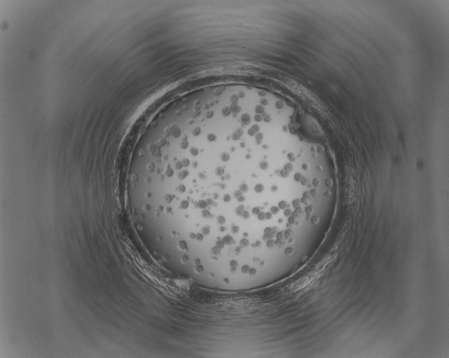 X0000068840830200605261638