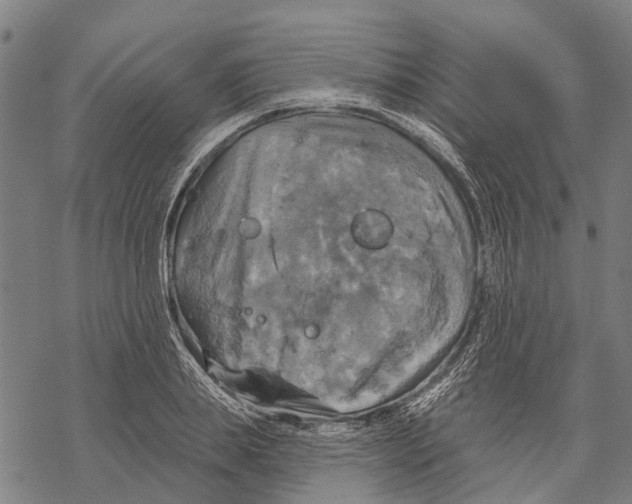 X0000068840839200605261638