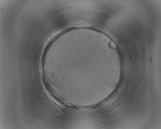 X0000068840840200605261638