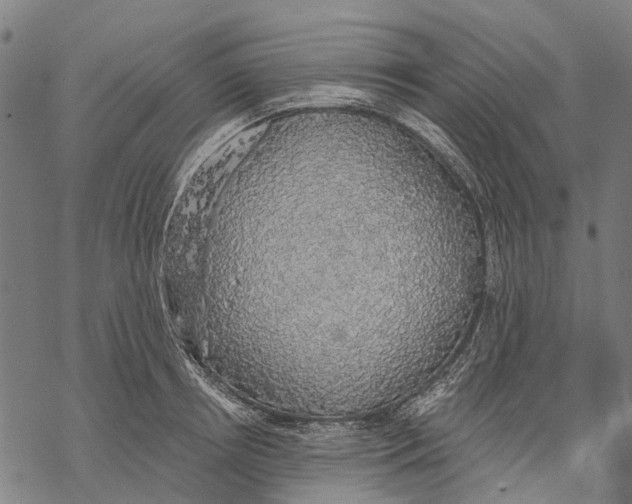 X0000068840850200605261639