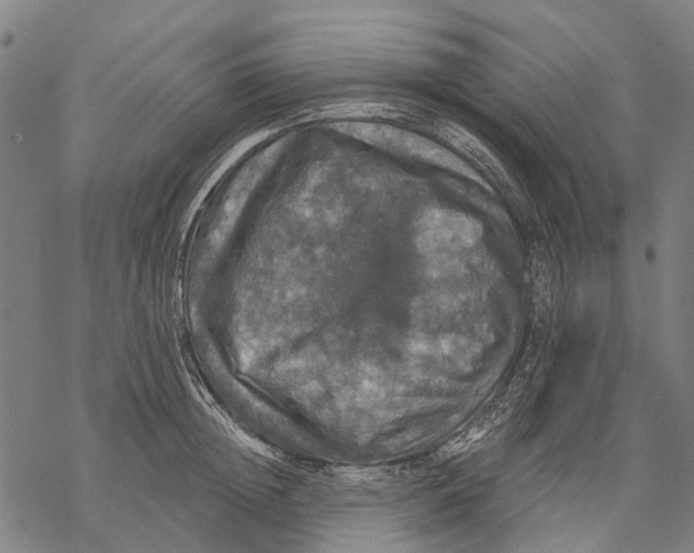 X0000068840852200605261639