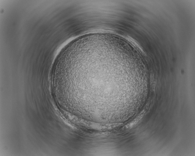 X0000068840854200605261639