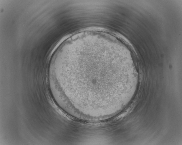 X0000068840860200605261639