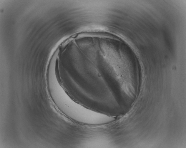 X0000068840864200605261639