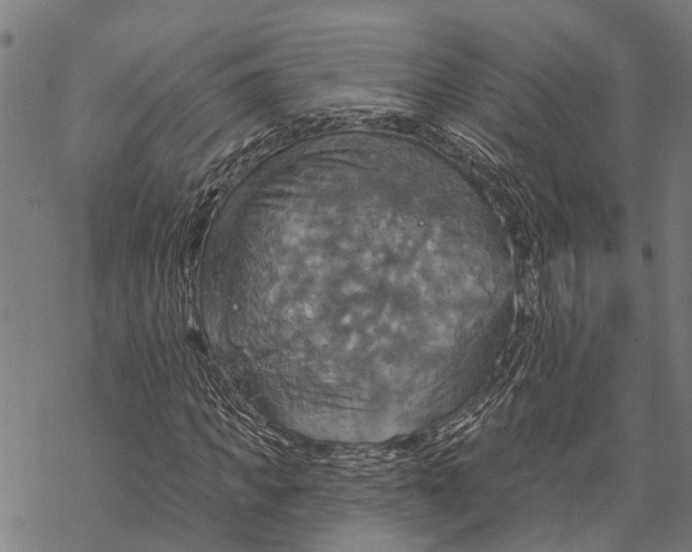 X0000068840917200605261636