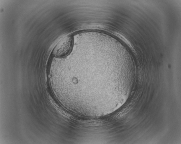 X0000068840980200605261636