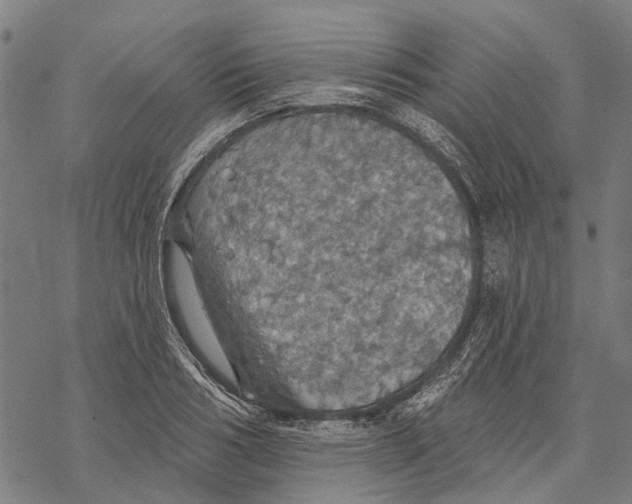 X0000068840986200605261636