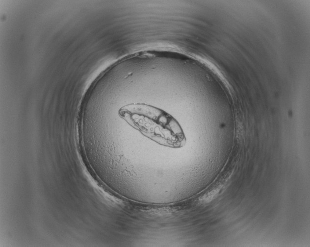 X0000068840999200605261636