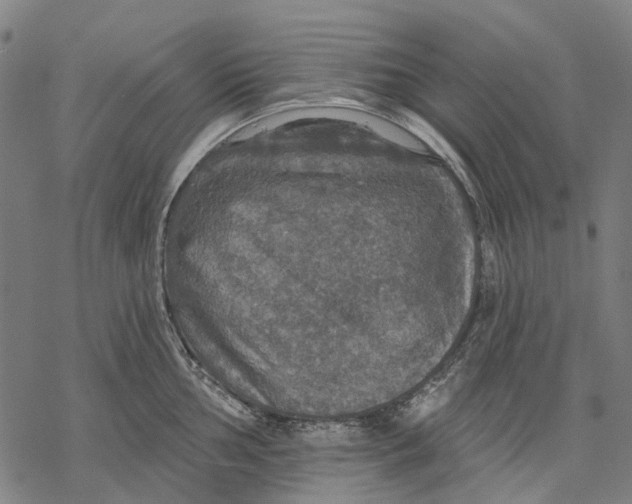 X0000068841002200605261636