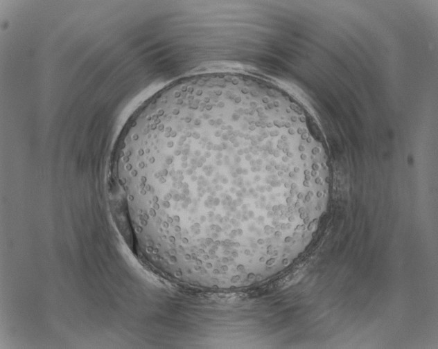 X0000068841003200605261636