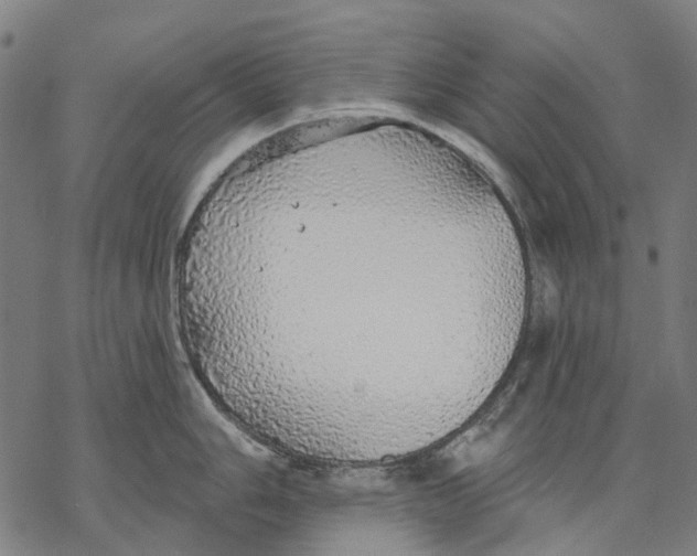 X0000068841006200605261636