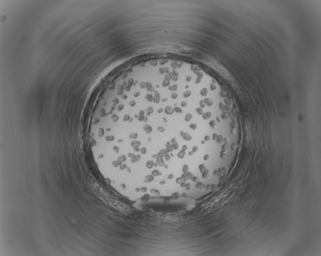 X0000068841020200605261635