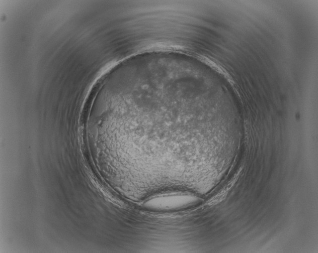 X0000068841029200605261635