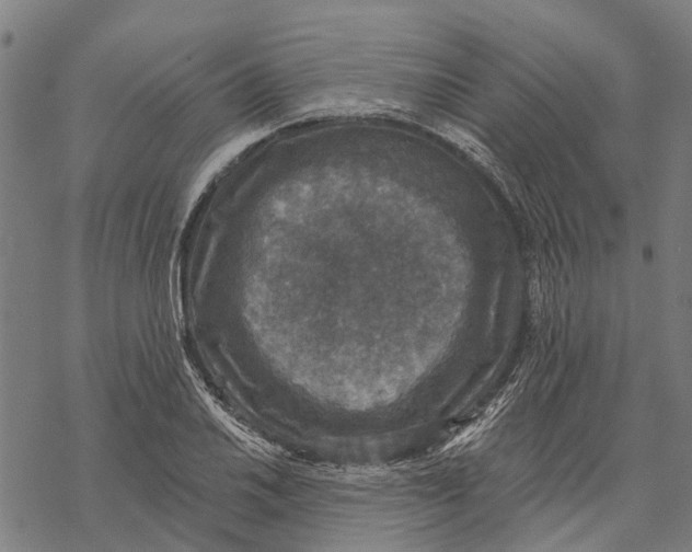 X0000068841030200605261635