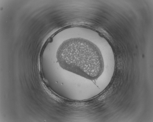 X0000068841036200605261635