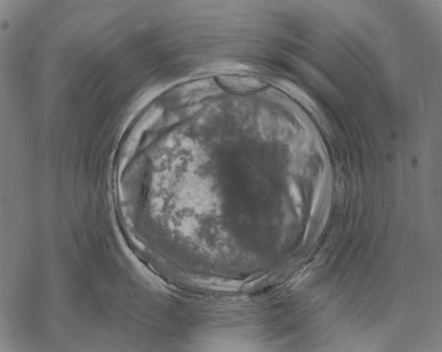 X0000068841055200605261636