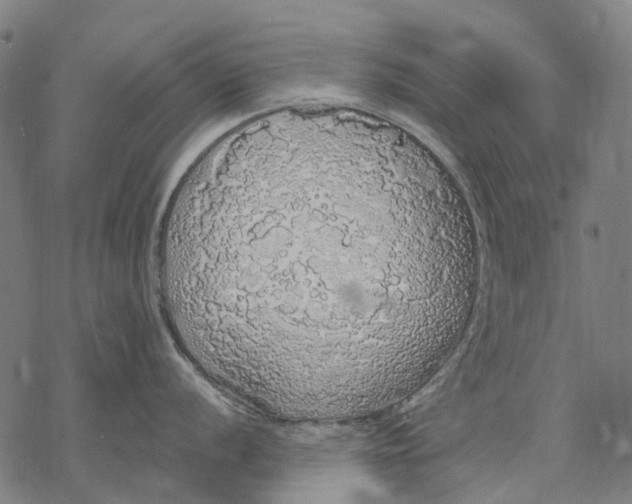 X0000068841056200605261636