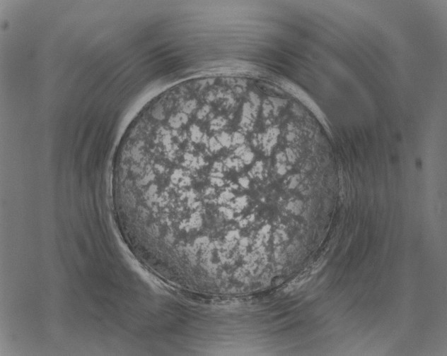 X0000068841099200605261634