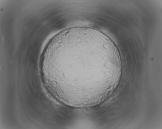 X0000068841104200605261634