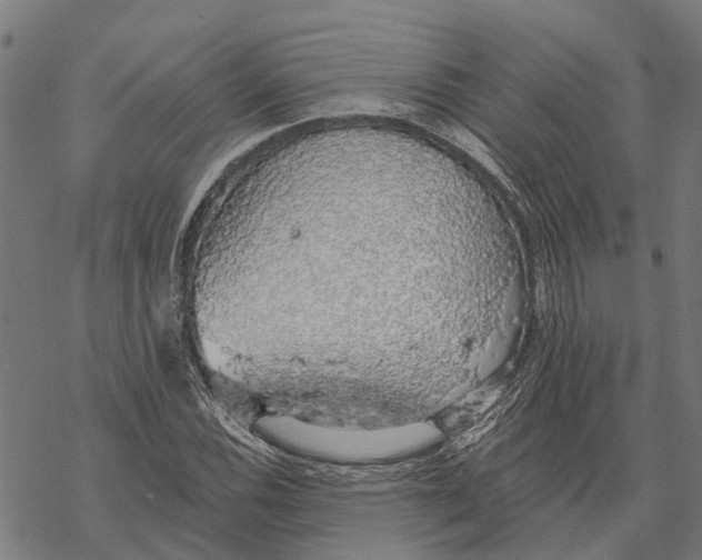 X0000068841116200605261633