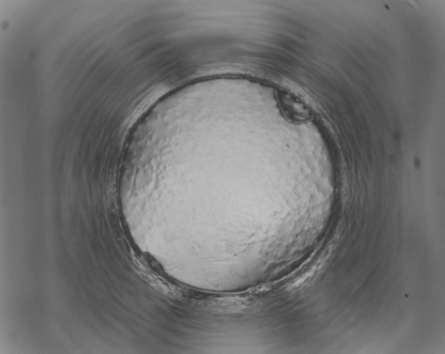 X0000068841137200605261634