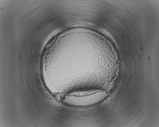 X0000068841138200605261634