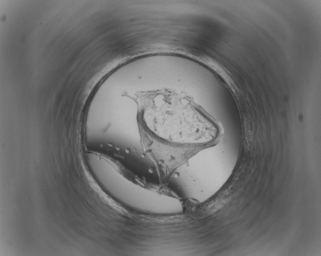 X0000068841142200605261634