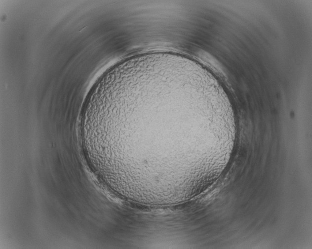 X0000068841190200605261633