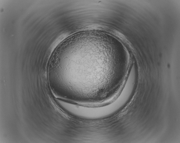 X0000068841234200605261632