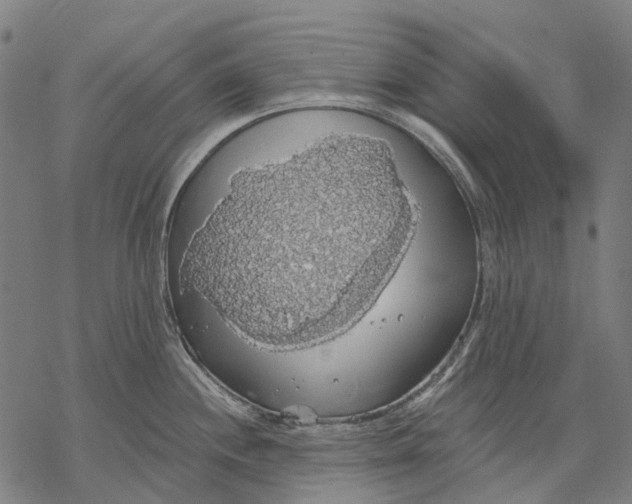 X0000068841244200605261632