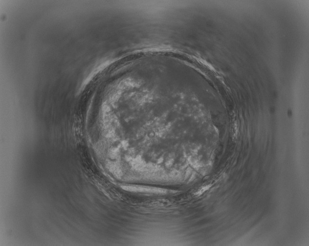 X0000068841255200605261632