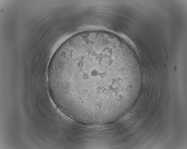 X0000068841287200605261631