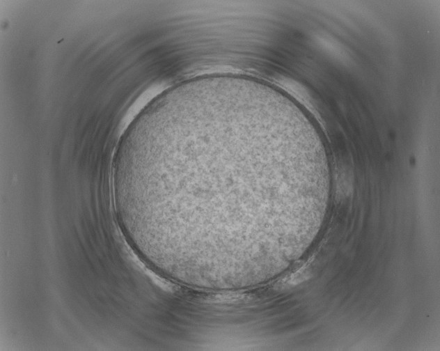 X0000068841290200605261631