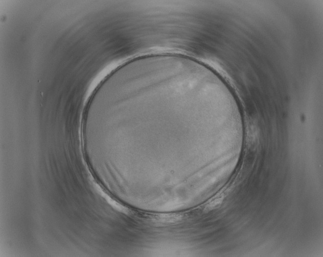 X0000068841294200605261631