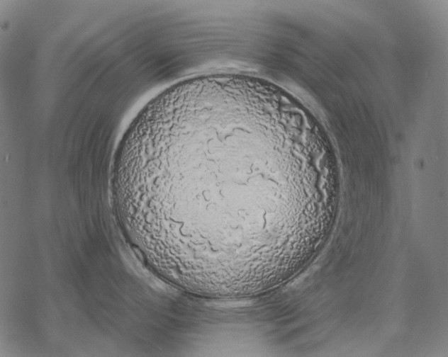 X0000068841296200605261631