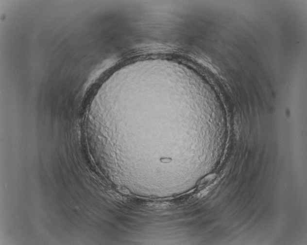 X0000068841309200605261630