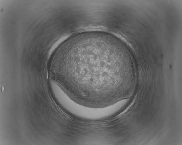 X0000068841317200605261630