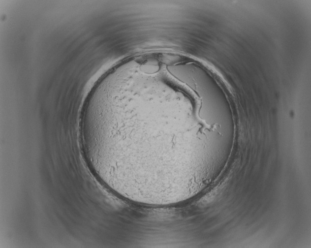 X0000068841333200605261631