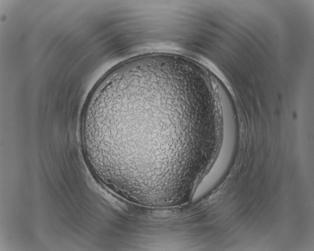 X0000068841339200605261631