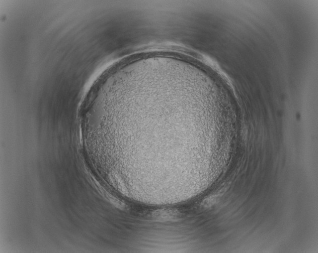 X0000068841368200605261630