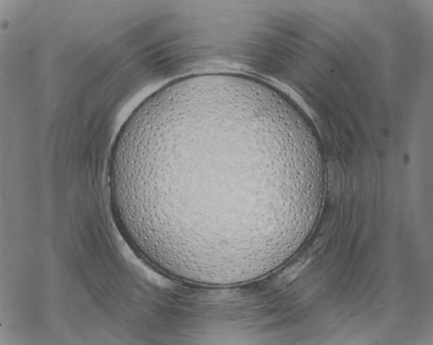 X0000068841387200605261629