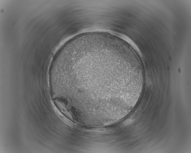 X0000068841388200605261629