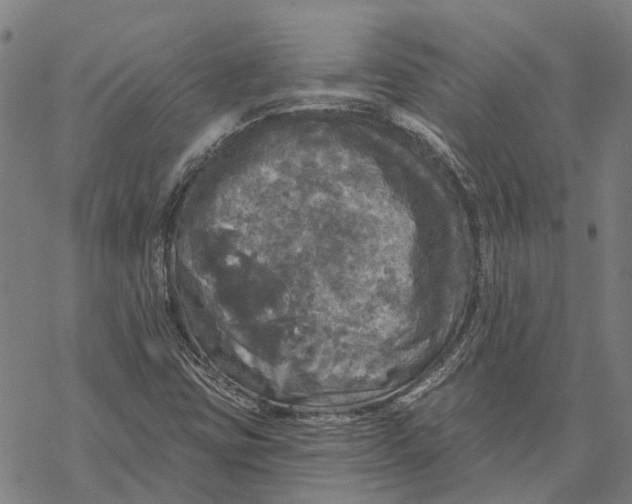 X0000068841403200605261629