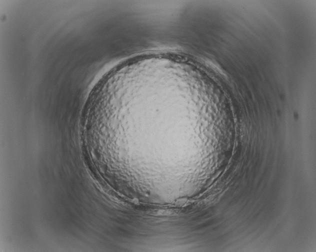 X0000068841412200605261629